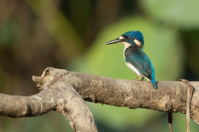 1 Day Corroboree Billabong Wetland Experience including 2.5 hour cruise + lunch - Key points to know before you book