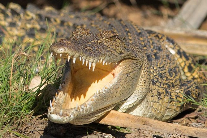 1 Day Corroboree Billabong Wetland Experience including 2.5 hour cruise + lunch - The morning coach ride from Darwin