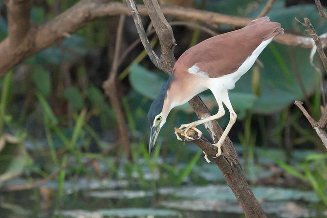 1 Day Corroboree Billabong Wetland Experience including 2.5 hour cruise + lunch - Window on the Wetlands makes the ecology clearer