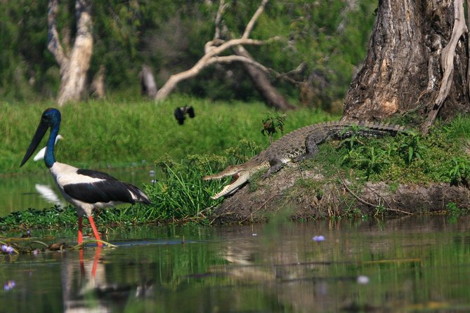 1 Day Corroboree Billabong Wetland Experience including 2.5 hour cruise + lunch - The 2.5-hour Corroboree Billabong cruise