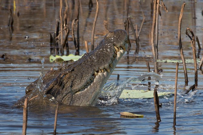 1 Day Corroboree Billabong Wetland Experience including 2.5 hour cruise + lunch - Is the $168.55 price good value?