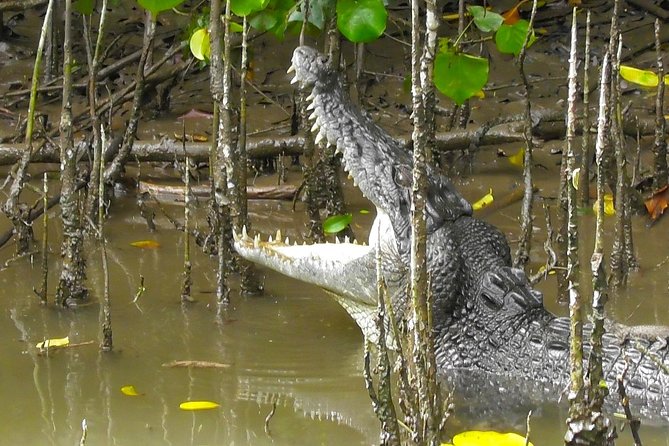 1-Hour Daintree River wildlife cruise - Key points to know before you go