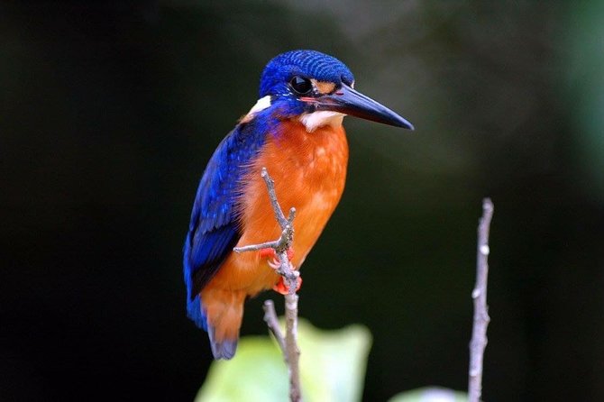 1-Hour Daintree River wildlife cruise - Choosing a morning, lunch, or afternoon departure