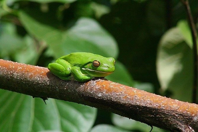 1-Hour Daintree River wildlife cruise - What the $25.10 price delivers