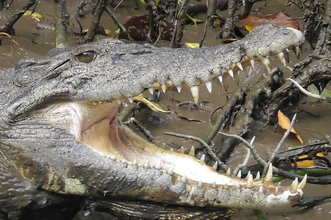 1-Hour Daintree River wildlife cruise - Who should book this experience