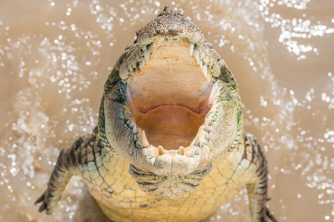 1 Hour Jumping Crocodile Cruise on the Adelaide River - Who should book this cruise?