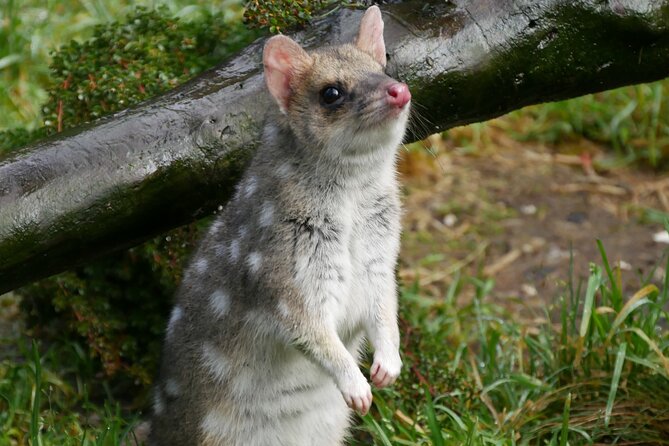 1-Hour Tasmanian Devil Feeding Day Tour at Cradle Mountain - Why feeding time makes this Cradle Mountain stop special