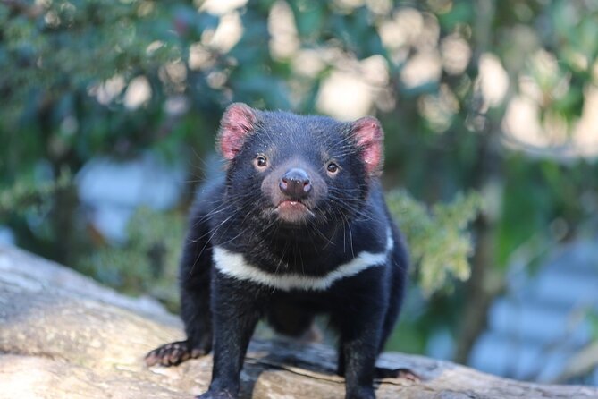 1-Hour Tasmanian Devil Feeding Day Tour at Cradle Mountain - The devil feeding enclosure and 360-degree viewing