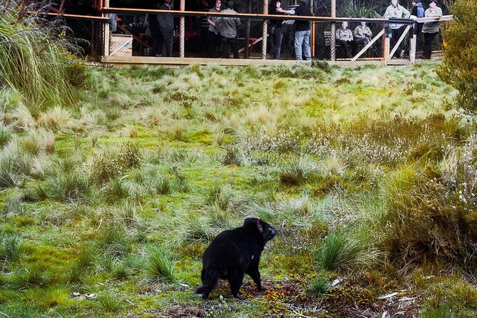 1-Hour Tasmanian Devil Feeding Day Tour at Cradle Mountain - Quolls and the rest of the sanctuary