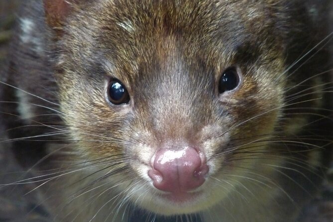 1-Hour Tasmanian Devil Feeding Day Tour at Cradle Mountain - Weather, walking, and group size