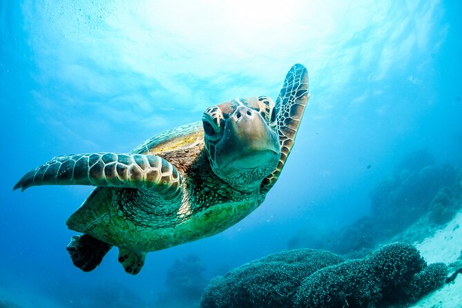 2 Day Great Barrier Reef, Daintree Rainforest & Cape Tribulation - A cold swim in the rainforest