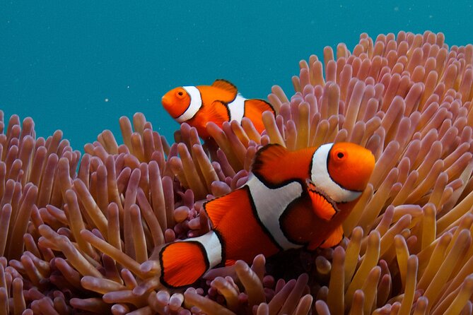 2-Day Snorkelling Experience - Great Barrier Reef Twin Share - What life aboard OceanQuest is really like