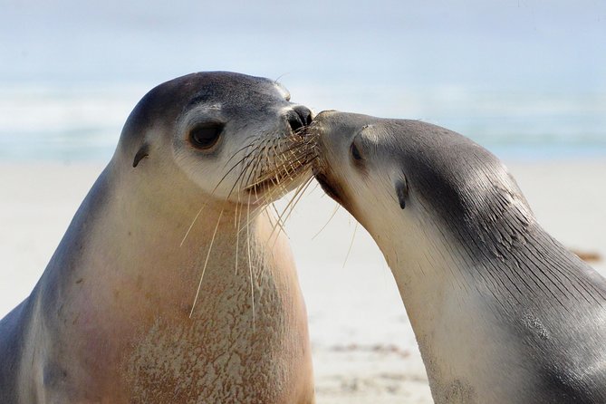 2 day Ultimate Kangaroo Island with return ferry - Why this tour works for a first visit to Kangaroo Island