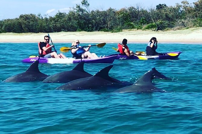2-Hour Dolphin Kayak & Snorkel Tour on the Broadwater - Wavebreak Island and the beach snorkel