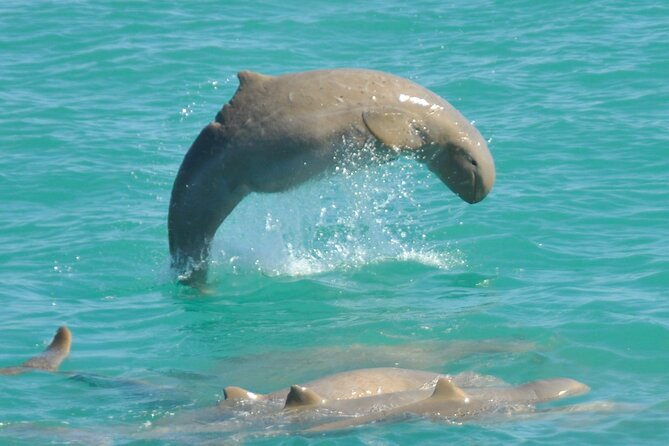 3.5 Hour Broome Sunset Cruise - Key points before you book