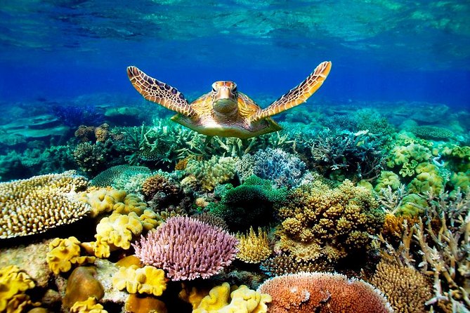 3-Day Best of Cairns Combo: The Daintree Rainforest, Great Barrier Reef, and Kuranda - Why this three-day Cairns plan works