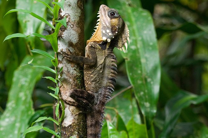 3-Day Best of Cairns Combo: The Daintree Rainforest, Great Barrier Reef, and Kuranda - Kuranda markets and the historic railway