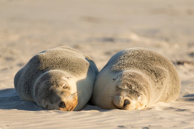 3-Day Kangaroo Island Adventure Tour - Key details before you book