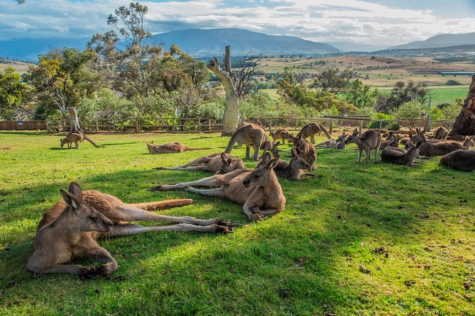 3 day Tasmanian highlights tour – Hobart, Port Arthur and Bruny Island - How much value do you get for $337.10?