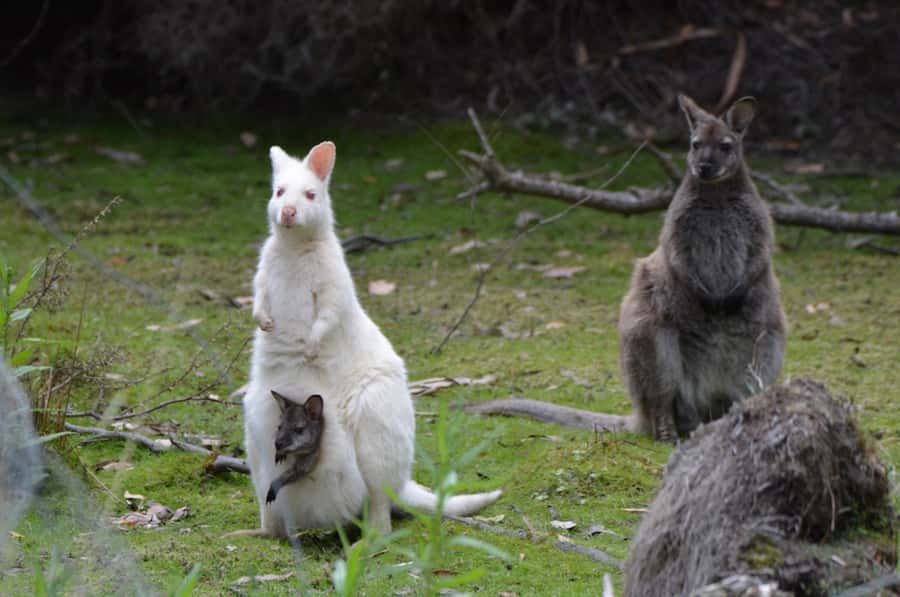 3D Tasmanian Highlights: Hobart, Port Arthur & Bruny Island - Key points to know before booking