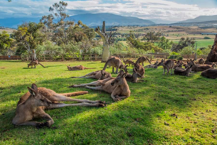 3D Tasmanian Highlights: Hobart, Port Arthur & Bruny Island - Guides, transport, and the feel of the trip