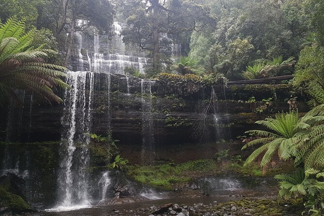 4 Day Wild Tasmania Tour / Wildlife, Nature, Hiking / Inc. Accom - Wildlife: what you may see