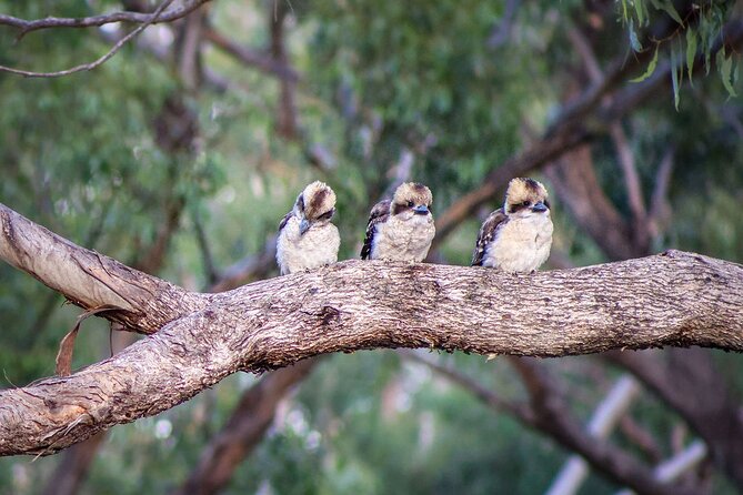 4 Night Murray River Explorer - PS Emmylou - Day four: a full day of river time