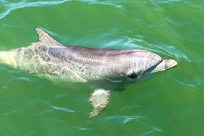 90 Minute Port River Dolphin & Ships Graveyard Cruise - What the crew adds to the ride