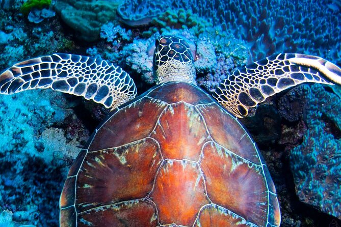 ABC Reef Safaris - Key points to know before booking