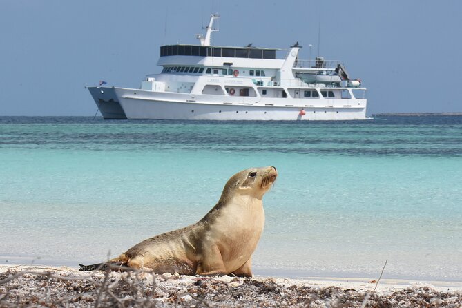 Abrolhos Islands 5 Day Cruise - Day five: a final morning and the return