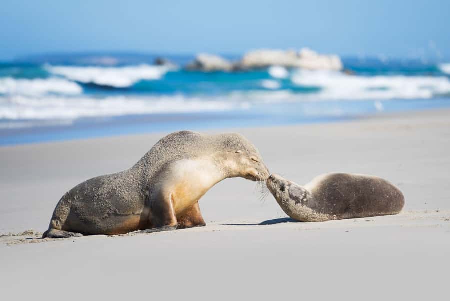 Adelaide: 3-Day Kangaroo Island Adventure Tour with Camping - Why three days works well on Kangaroo Island