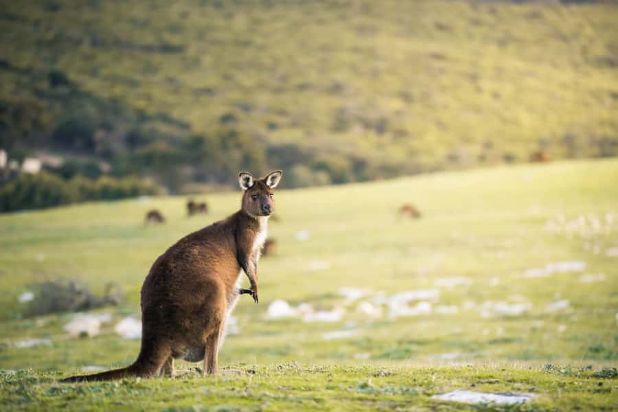 Adelaide: 3-Day Kangaroo Island Adventure Tour with Camping - Who should book this trip?