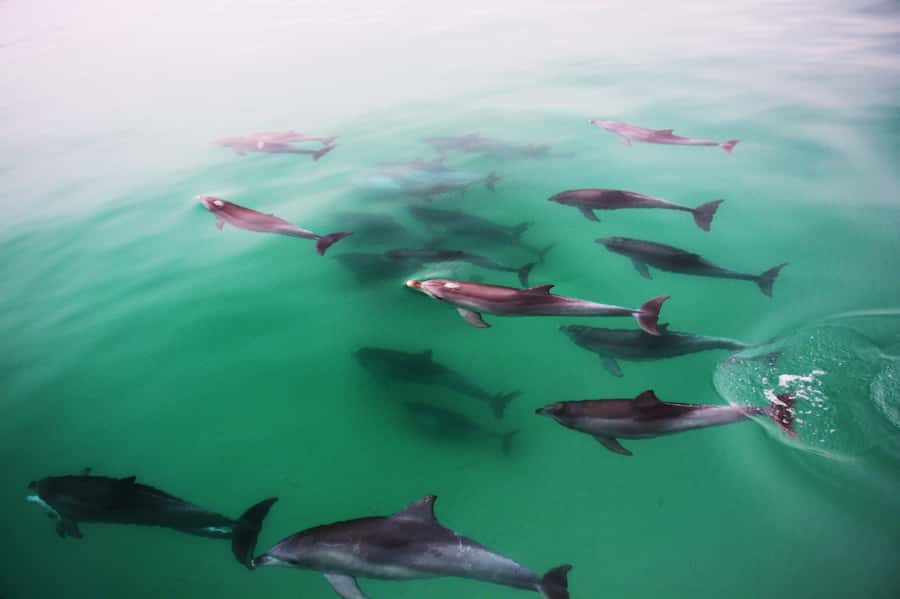 Adelaide: 4-Hour Guaranteed Wild Dolphin Watching Cruise - Key points to know before boarding
