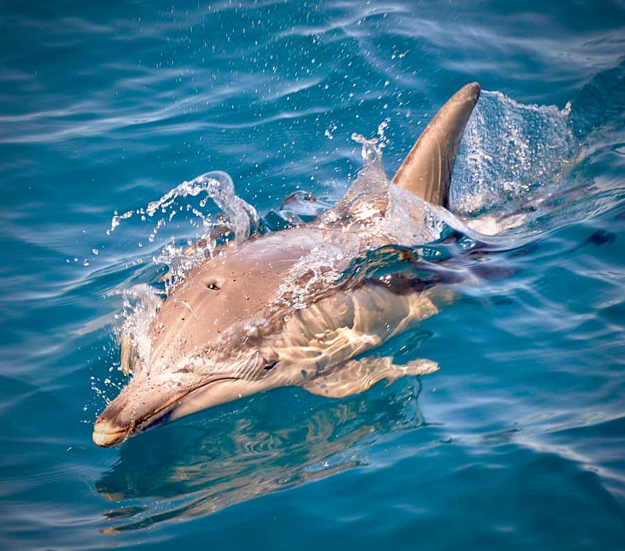 Adelaide: 4-Hour Guaranteed Wild Dolphin Watching Cruise - How to get the most from your morning