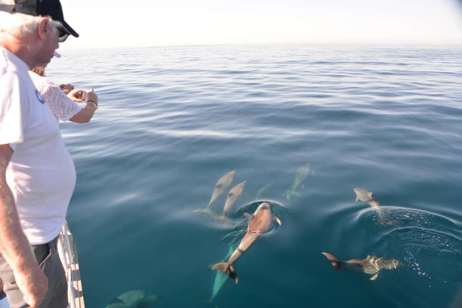 Adelaide: 4-Hour Guaranteed Wild Dolphin Watching Cruise - Meeting Temptation at Glenelg’s Marina Pier