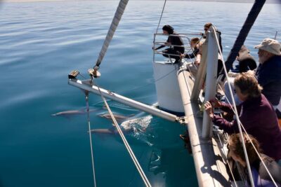 4-Hour Guaranteed Wild Dolphin Watching Cruise