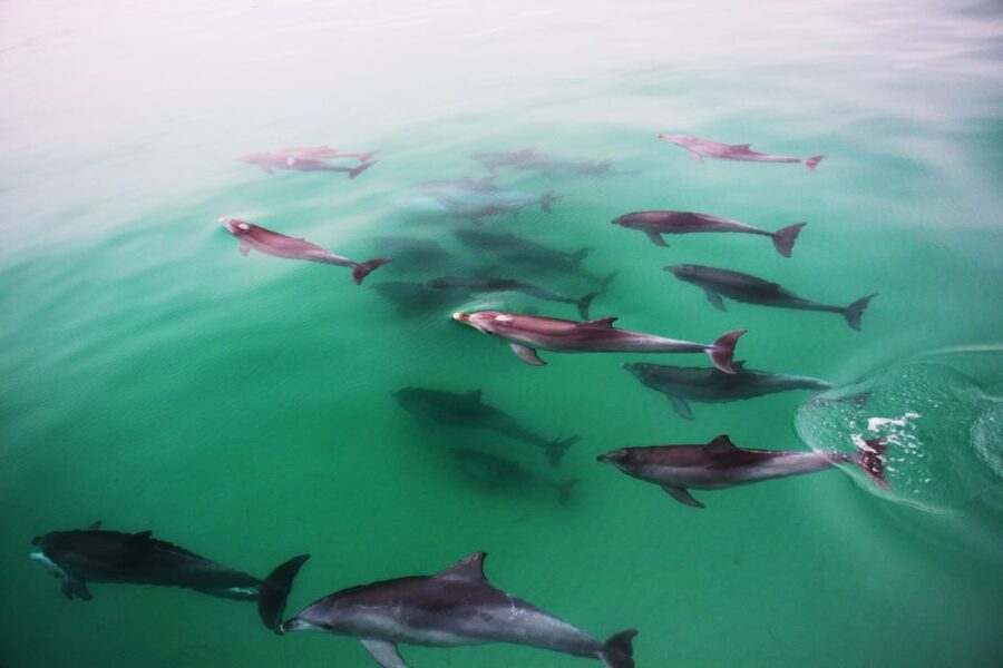 Adelaide: 4-Hour Guaranteed Wild Dolphin Watching Cruise - What the crew adds to the outing