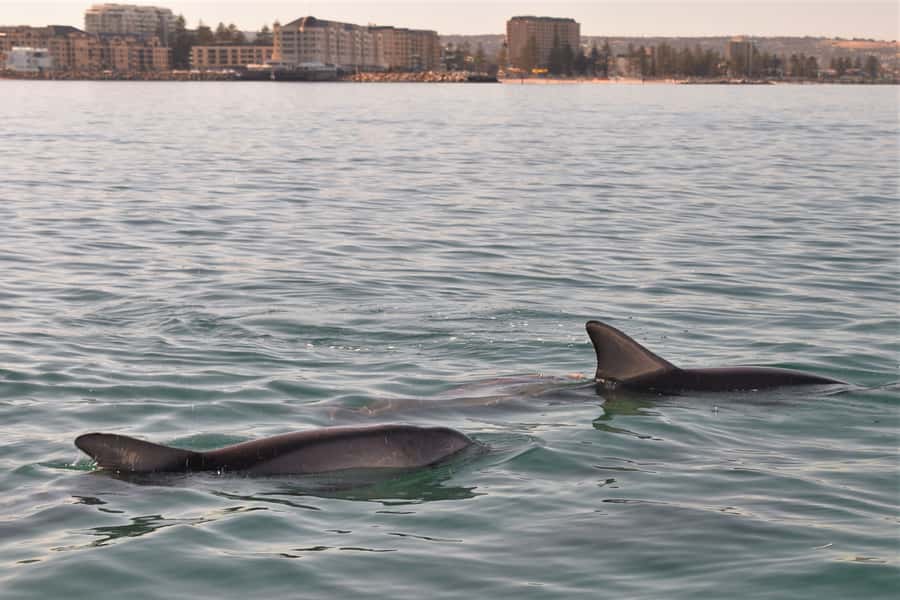 Adelaide: 4-Hour Guaranteed Wild Dolphin Watching Cruise - The swim option requires a different booking