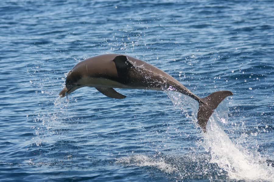 Adelaide: 4-Hour Guaranteed Wild Dolphin Watching Cruise - Weather, comfort, and what to pack