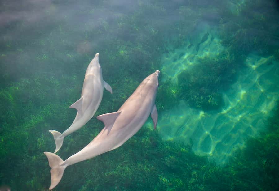 Adelaide: 4-Hour Guaranteed Wild Dolphin Watching Cruise - Who will enjoy this cruise most?