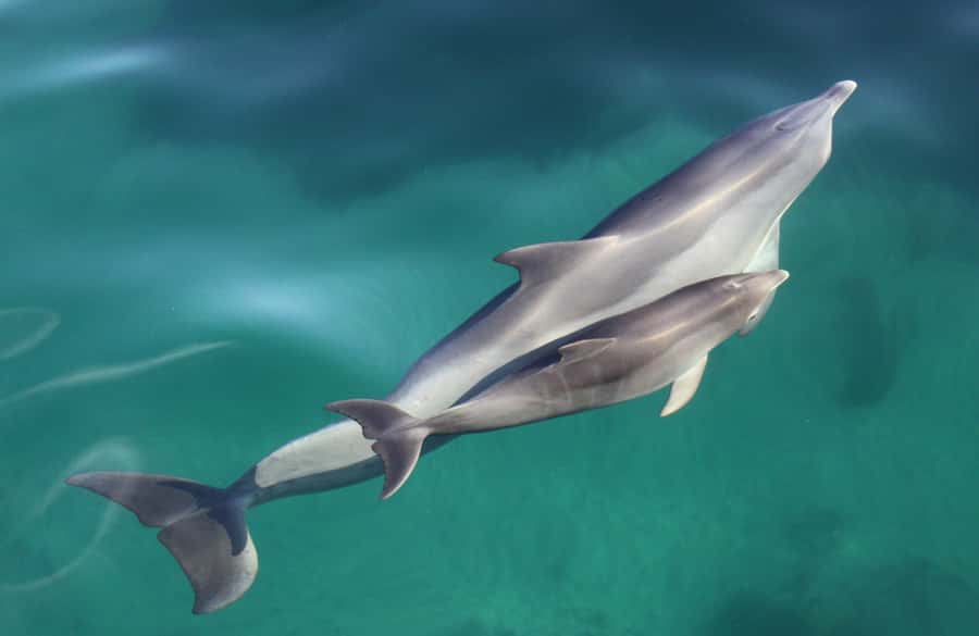 Adelaide: 4-Hour Swimming with Dolphins Experience - Who should book this dolphin experience?