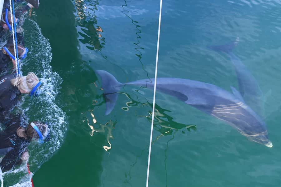 Adelaide: 4-Hour Swimming with Dolphins Experience - Meeting Temptation at Glenelg’s Marina Pier