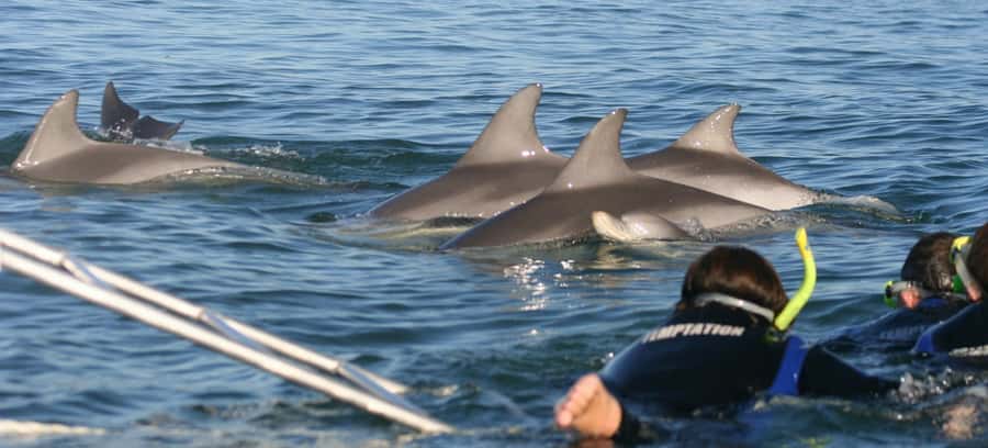 Adelaide: 4-Hour Swimming with Dolphins Experience - Finding dolphins without feeding or chasing them