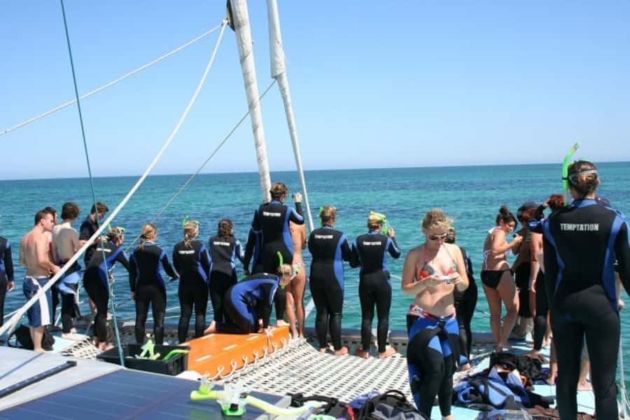 Adelaide: 4-Hour Swimming with Dolphins Experience - What the water session is really like