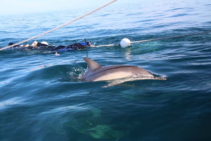 Adelaide: 4-Hour Swimming with Dolphins Experience - Marine biologist guides make the difference
