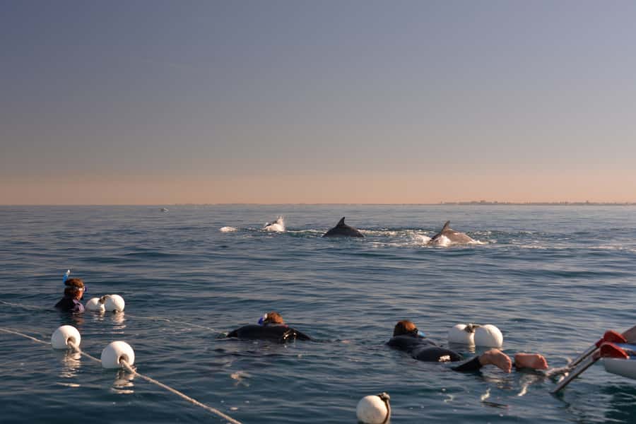 Adelaide: 4-Hour Swimming with Dolphins Experience - Time, comfort, and the less polished parts