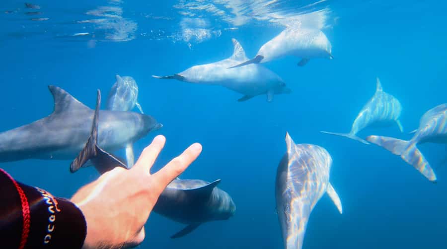 Adelaide: 4-Hour Swimming with Dolphins Experience - A 58-foot catamaran and a proper coastal cruise