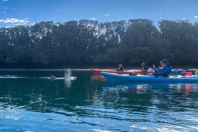 Adelaide Dolphin Sanctuary and Ships Graveyard Kayak Tour - Why this Port River outing feels different