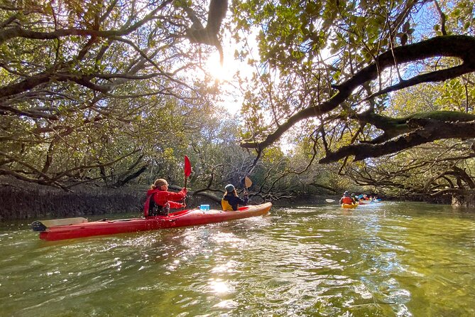 Adelaide Dolphin Sanctuary and Ships Graveyard Kayak Tour - Through the mangrove-lined creeks