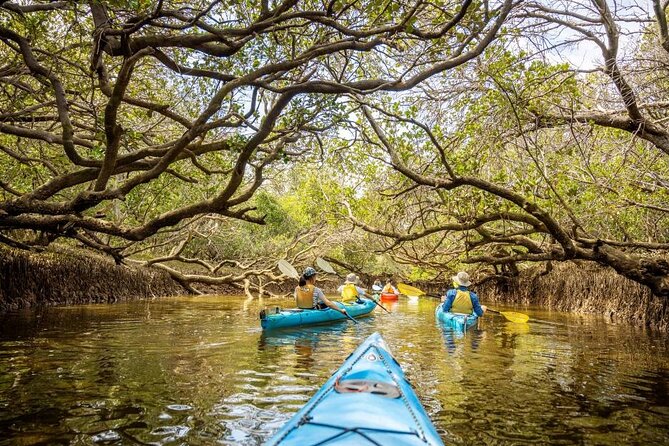 Adelaide Dolphin Sanctuary and Ships Graveyard Kayak Tour - Looking for Port River dolphins
